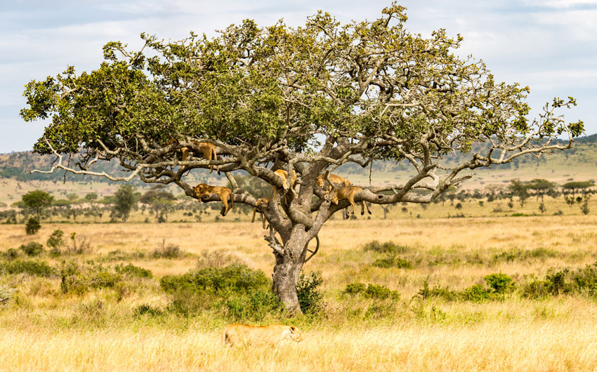Lions, Serengeti National Park